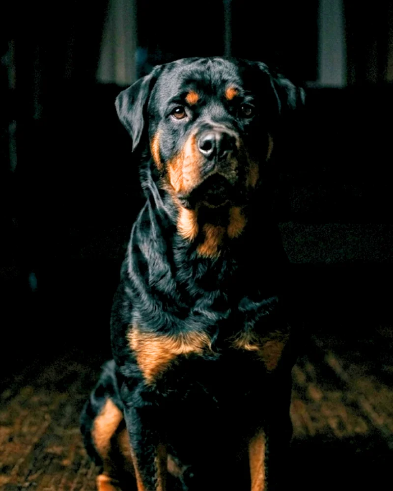 Lio